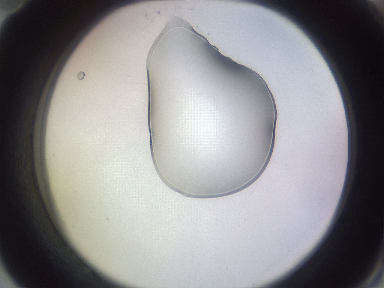 folderID279_plateID1279_batchID4171_wellNum82_profileID1_d2_r75035_ef.jpg