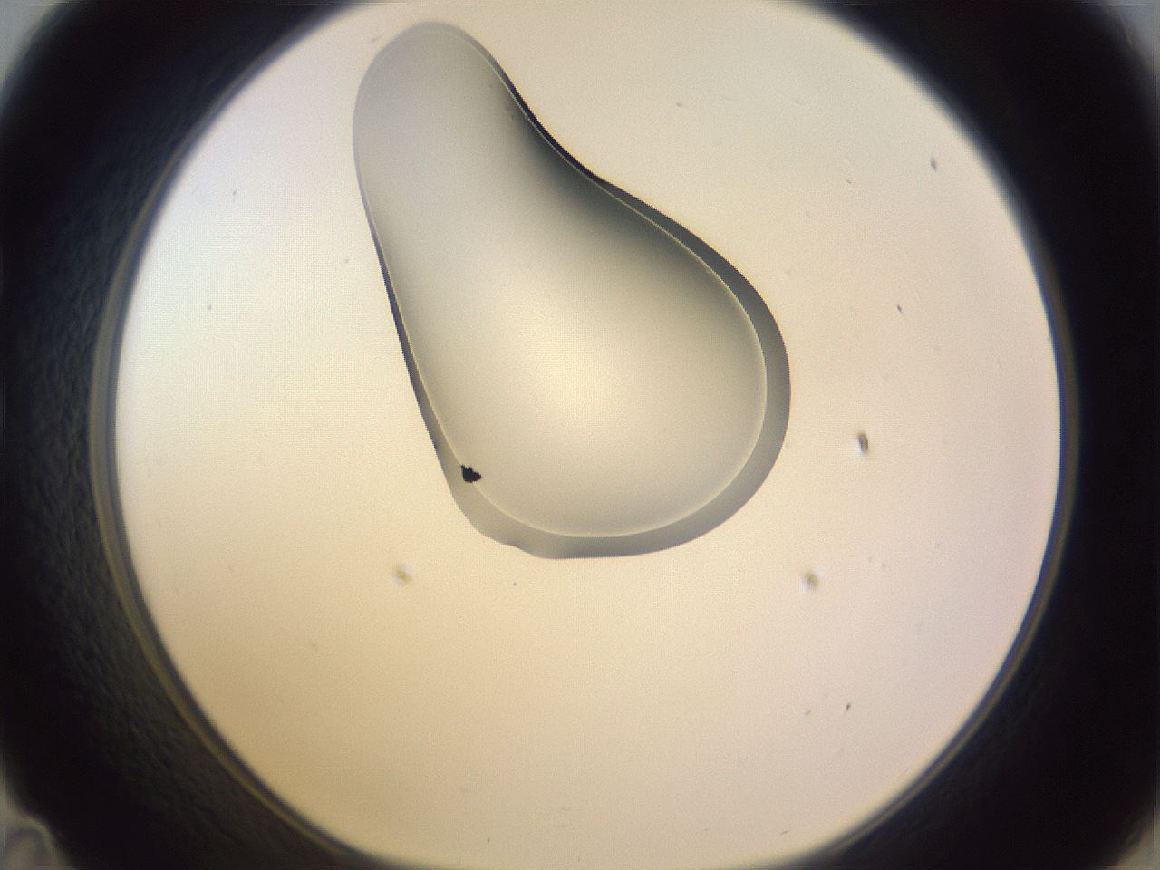 folderID280_plateID1280_batchID4172_wellNum35_profileID1_d1_r75324_ef.jpg
