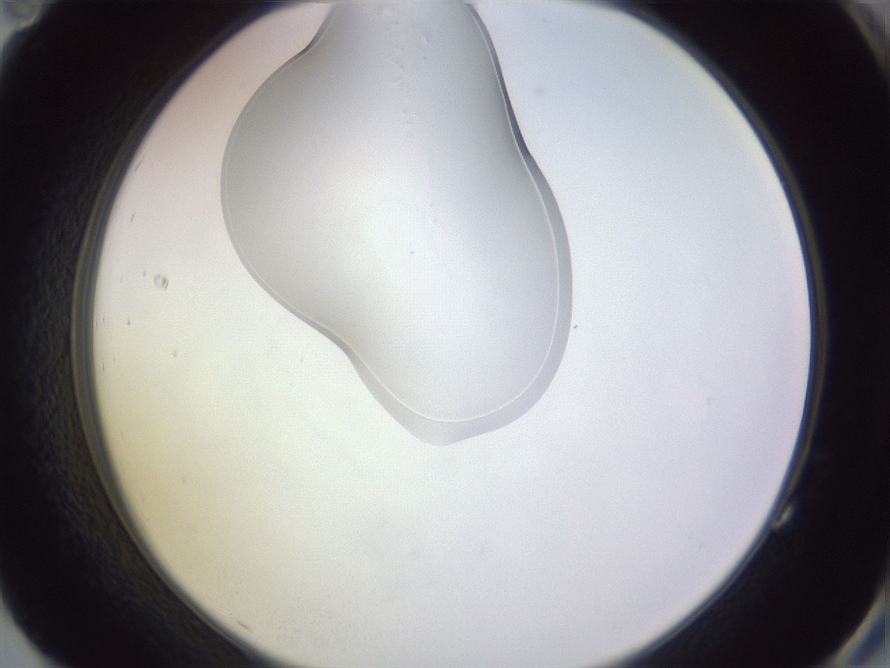 folderID281_plateID1281_batchID4174_wellNum83_profileID1_d2_r75997_ef.jpg