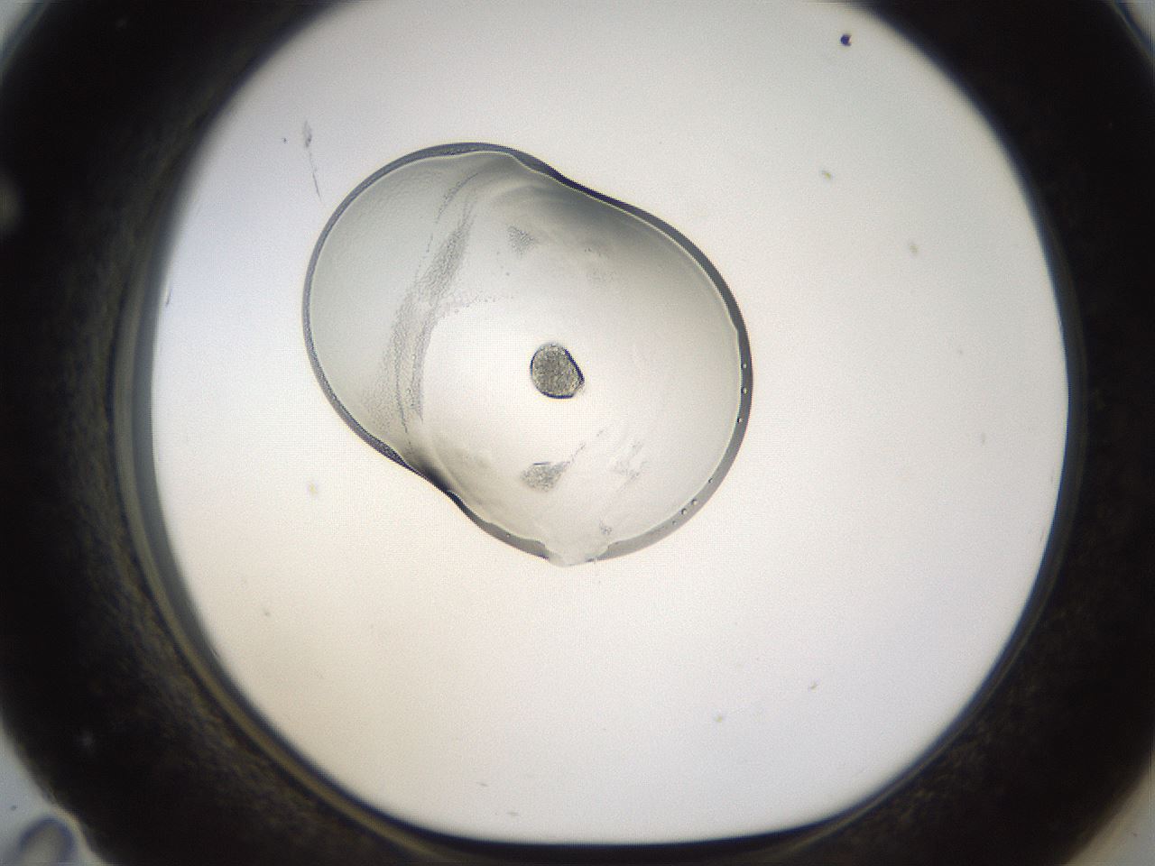 folderID176_plateID1176_batchID3247_wellNum71_profileID1_d1_r64709_ef.jpg