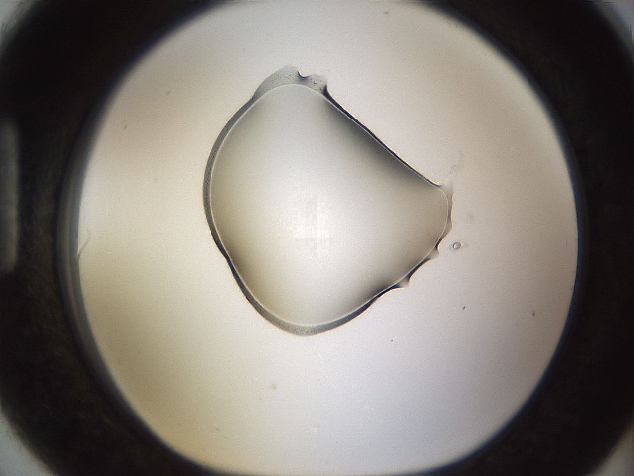 folderID176_plateID1176_batchID3247_wellNum90_profileID1_d1_r64728_ef.jpg