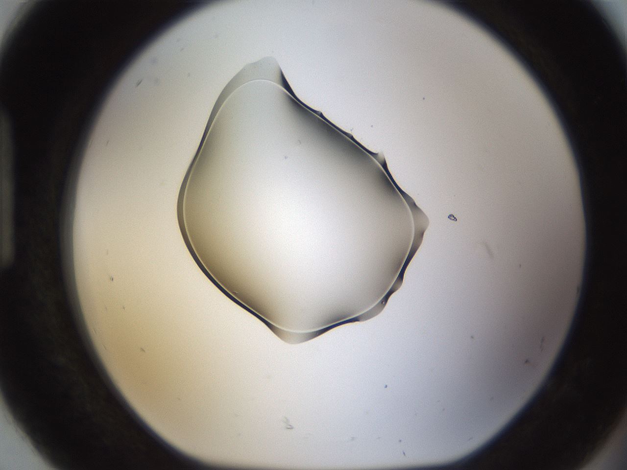 folderID176_plateID1176_batchID3247_wellNum92_profileID1_d1_r64730_ef.jpg