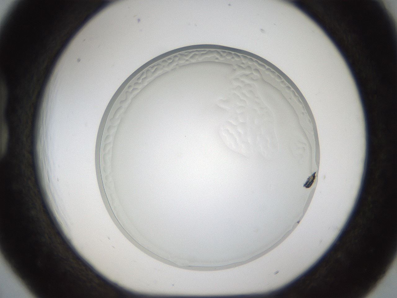 folderID214_plateID1214_batchID3712_wellNum18_profileID1_d1_r69570_ef.jpg