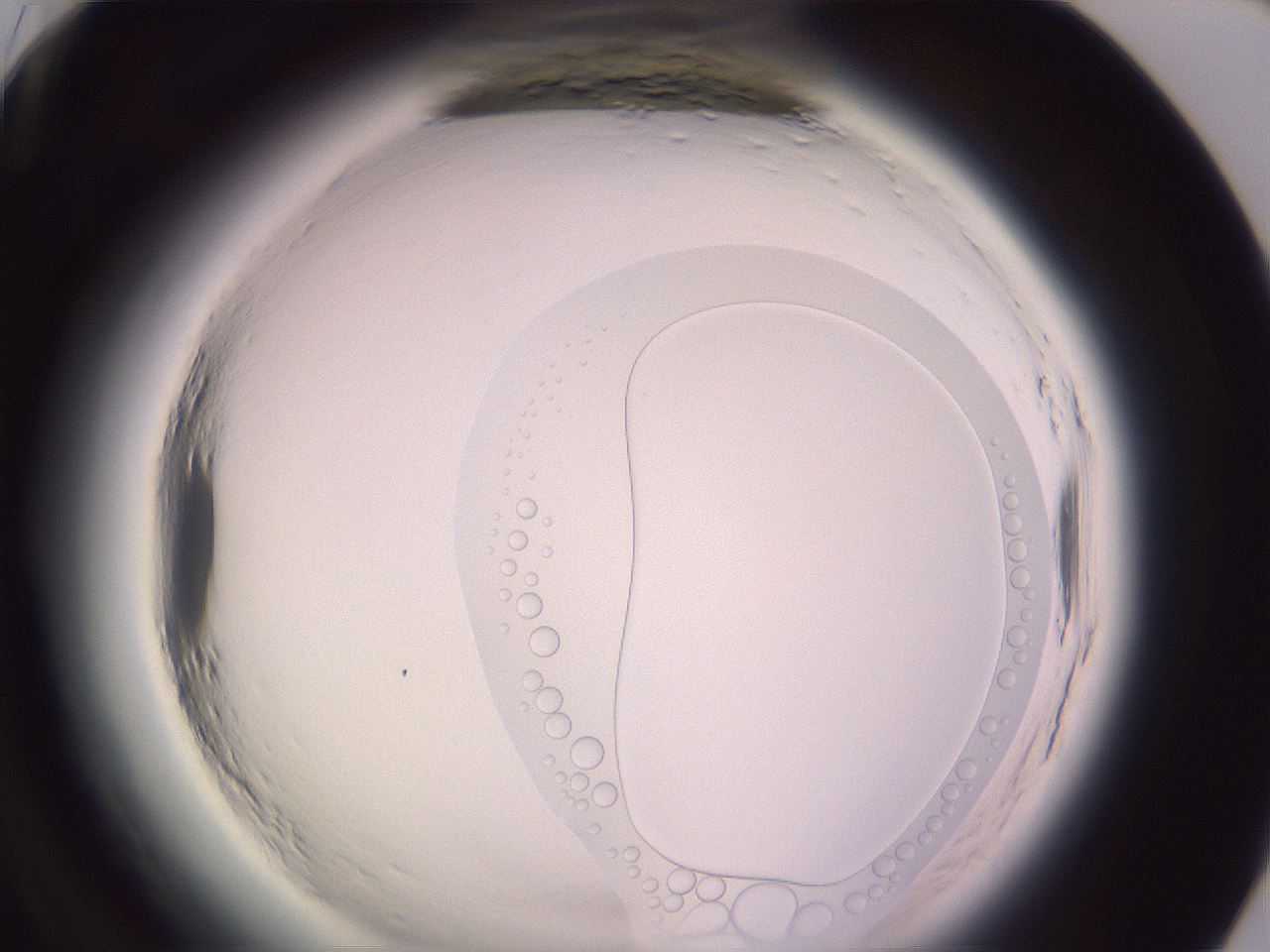 folderID599_plateID2599_batchID13157_wellNum96_profileID1_d1_r198438_ef.jpg
