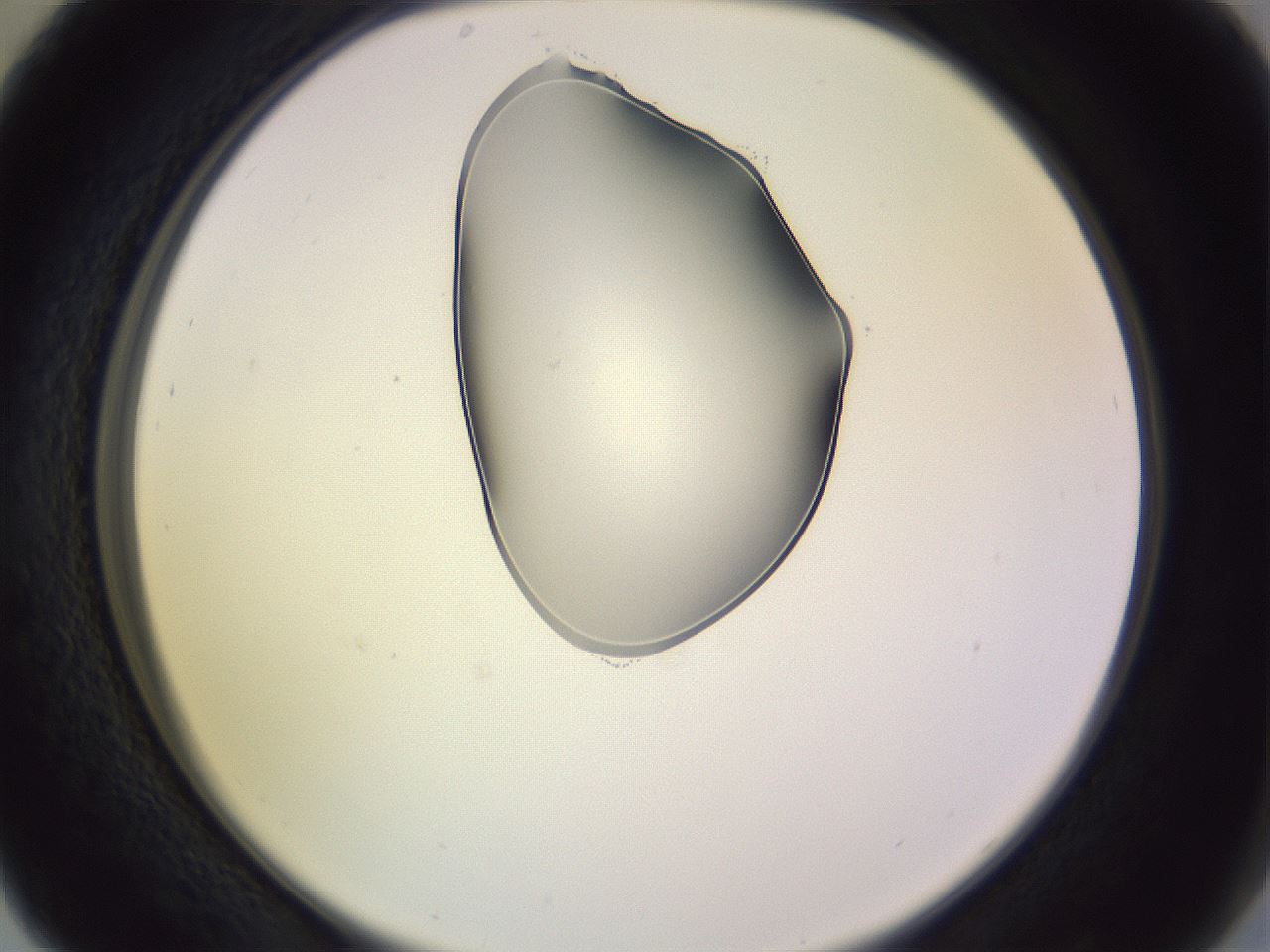 folderID279_plateID1279_batchID4171_wellNum29_profileID1_d2_r74929_ef.jpg