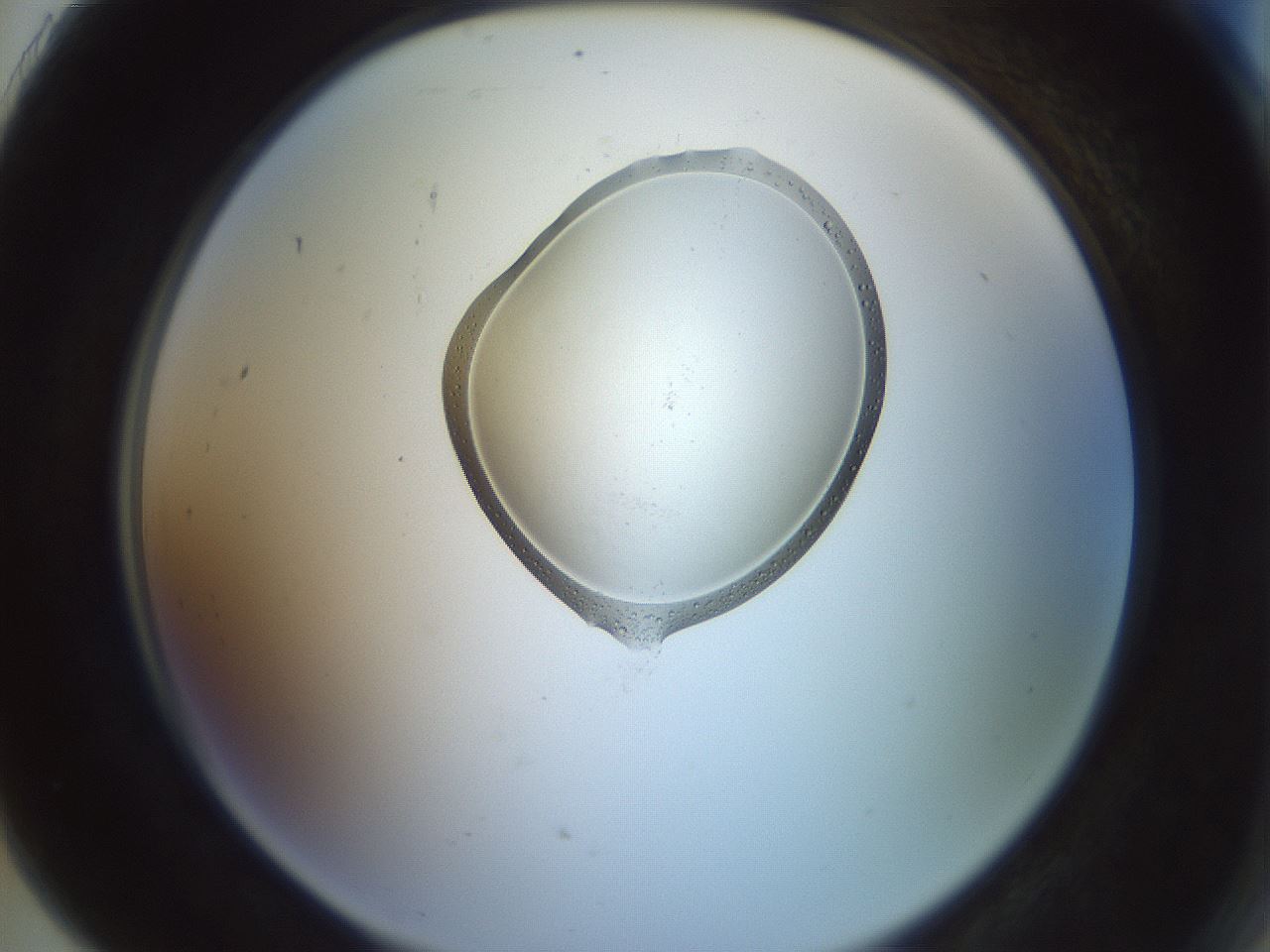 folderID601_plateID1601_batchID6734_wellNum91_profileID1_d2_r107305_ef.jpg