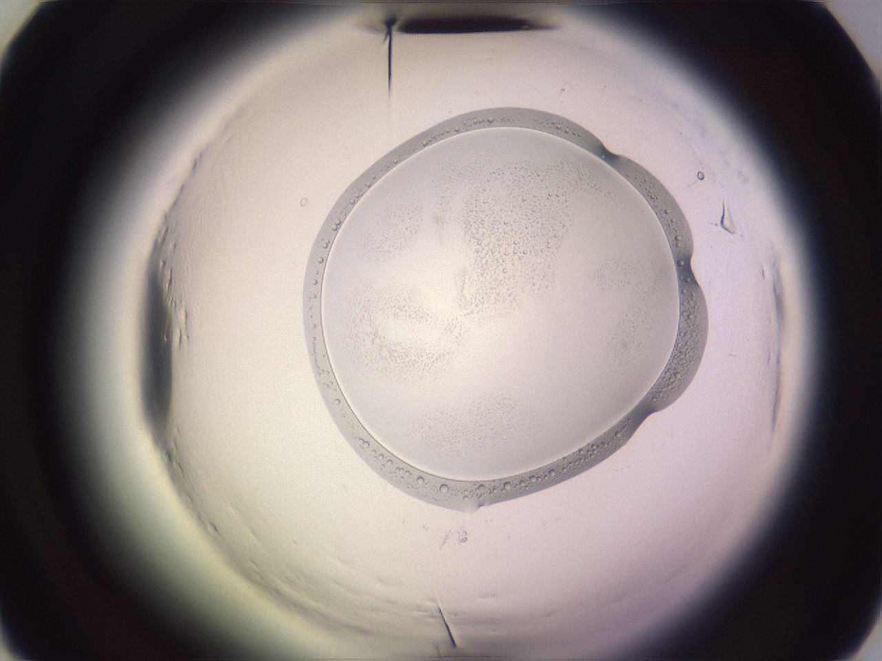 folderID601_plateID2601_batchID13164_wellNum38_profileID1_d2_r199705_ef.jpg