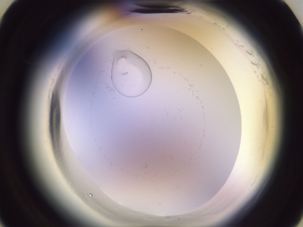 folderID601_plateID2601_batchID13164_wellNum7_profileID1_d3_r199613_ef.jpg