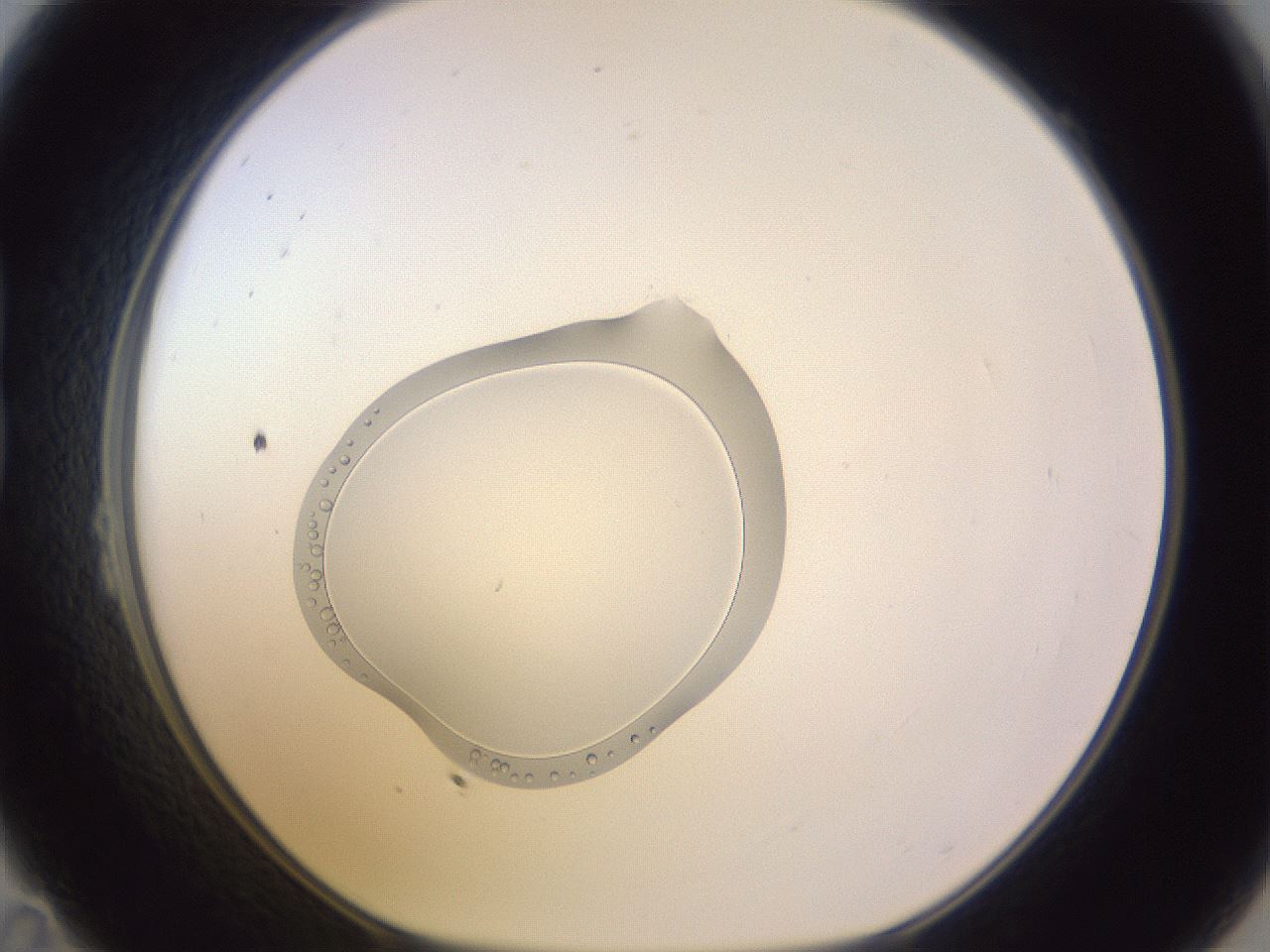 folderID603_plateID1603_batchID6730_wellNum23_profileID1_d1_r106400_ef.jpg