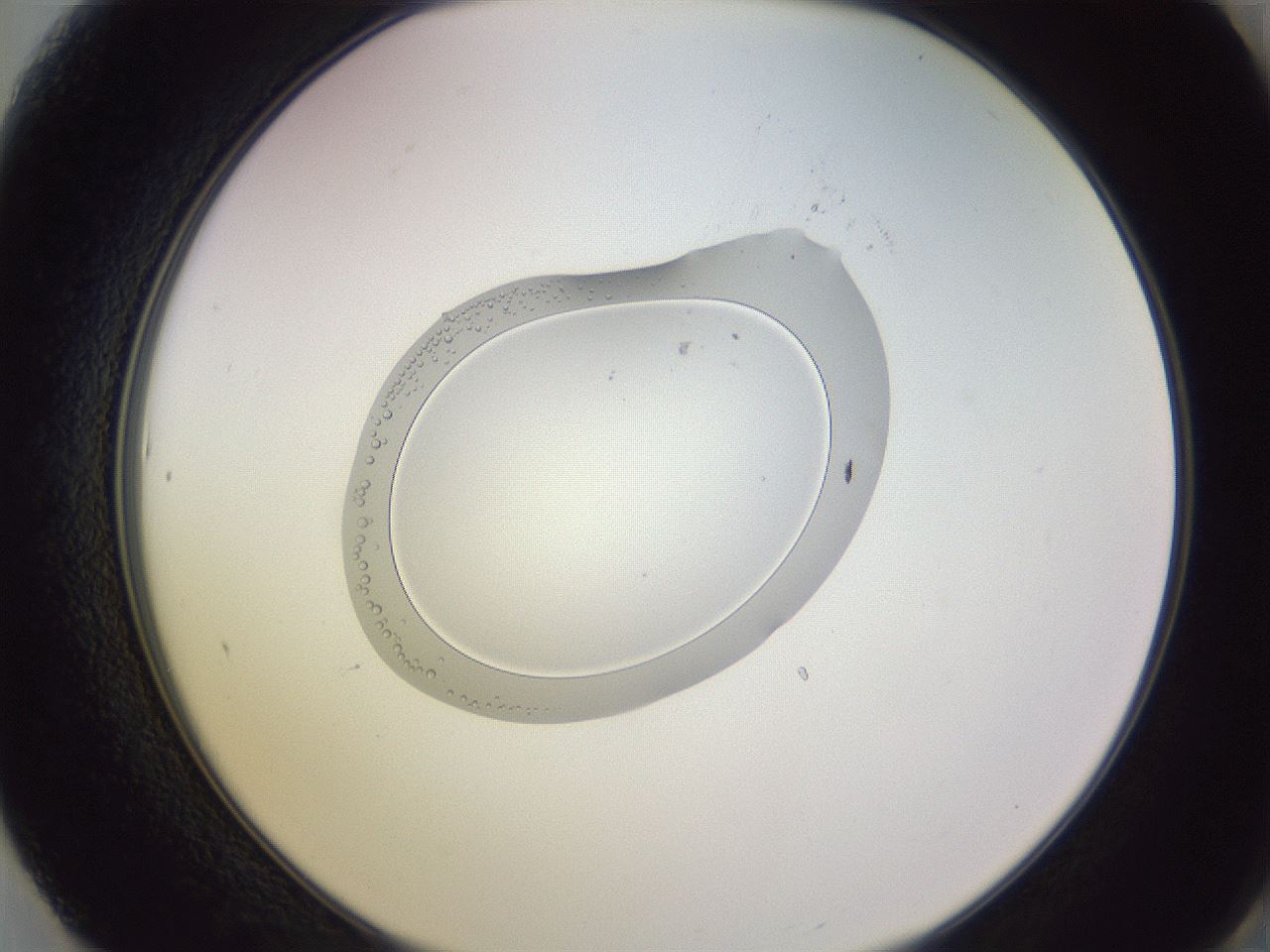 folderID603_plateID1603_batchID6730_wellNum61_profileID1_d2_r106477_ef.jpg