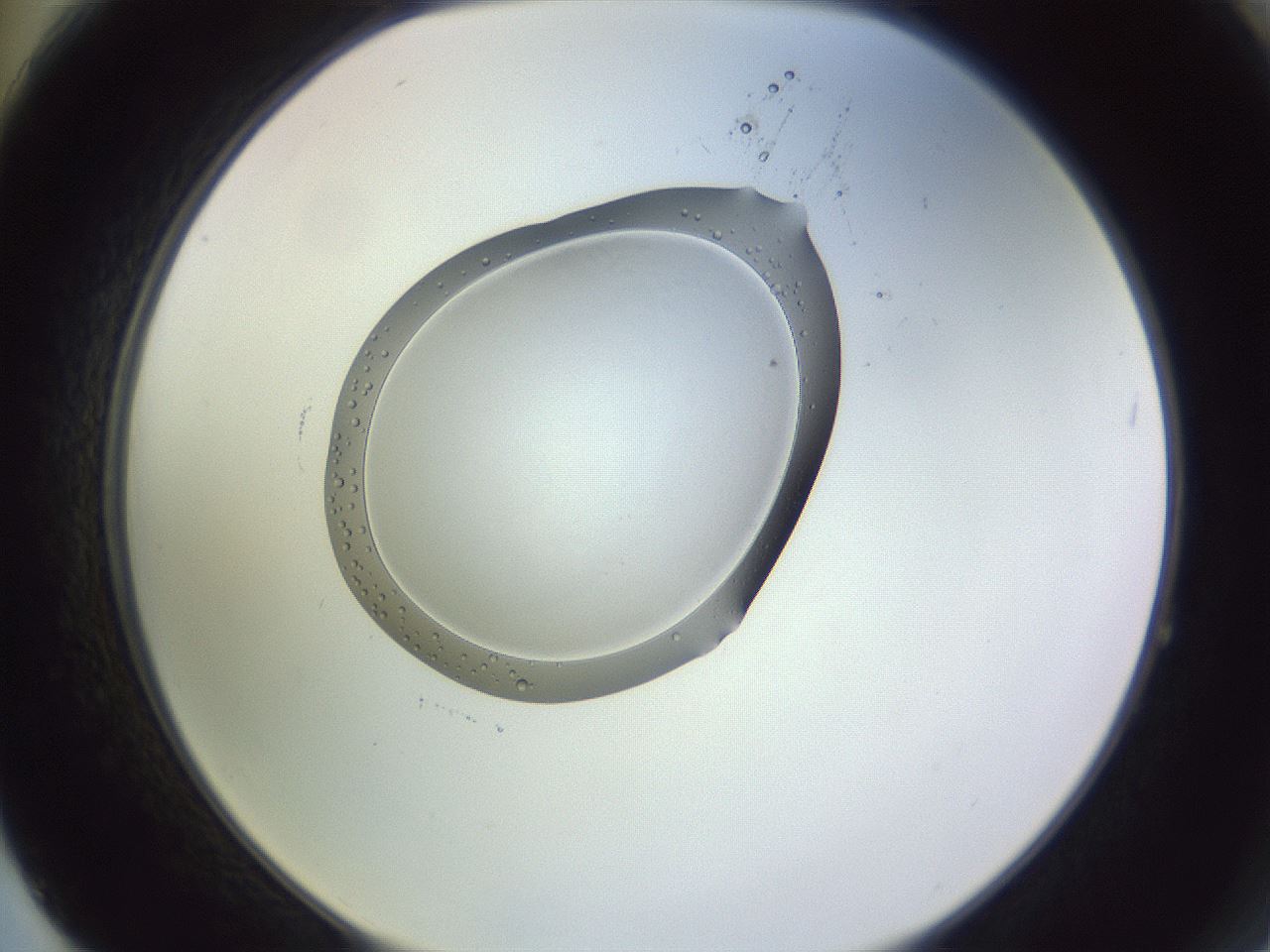 folderID603_plateID1603_batchID6730_wellNum64_profileID1_d2_r106483_ef.jpg