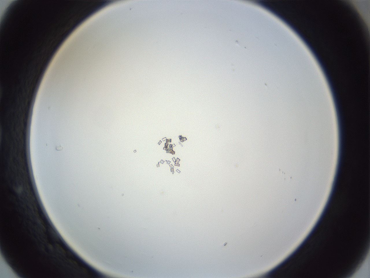 folderID216_plateID1216_batchID3622_wellNum29_profileID1_d1_r68152_ef.jpg