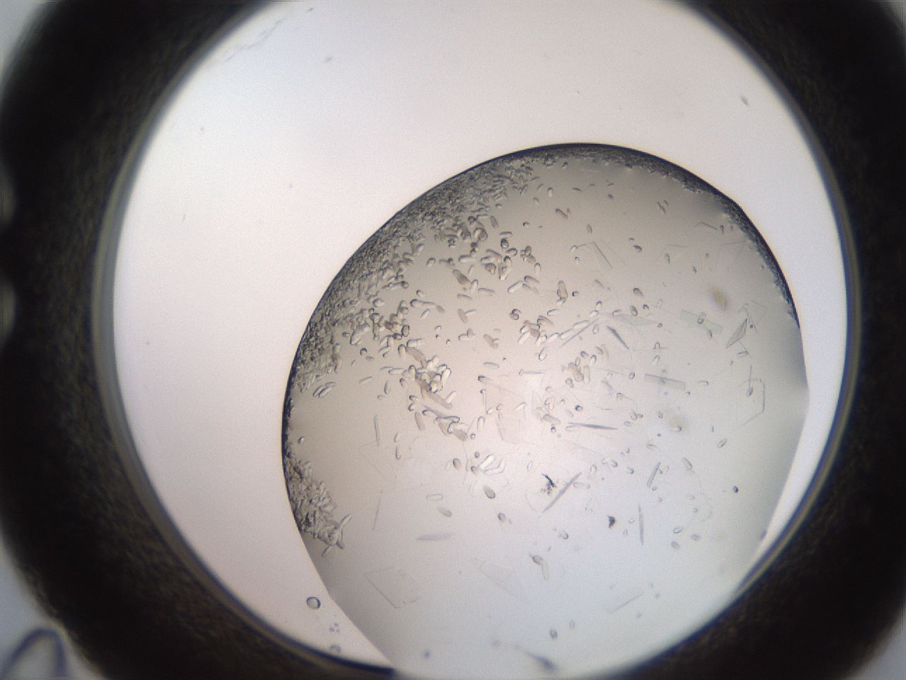 folderID235_plateID2235_batchID10125_wellNum35_profileID1_d1_r154493_ef.jpg