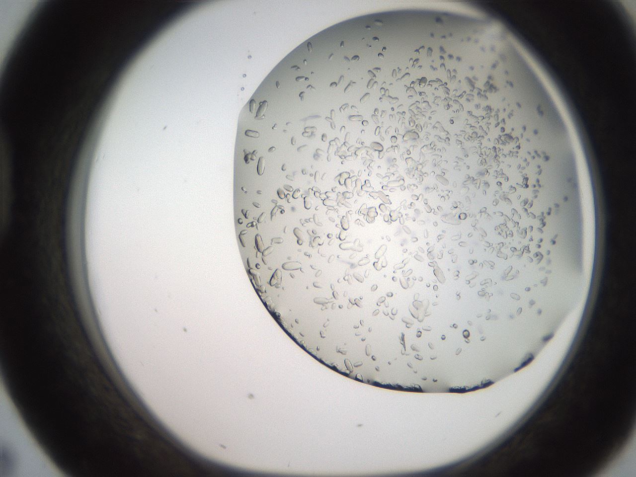 folderID235_plateID2235_batchID10125_wellNum43_profileID1_d1_r154501_ef.jpg