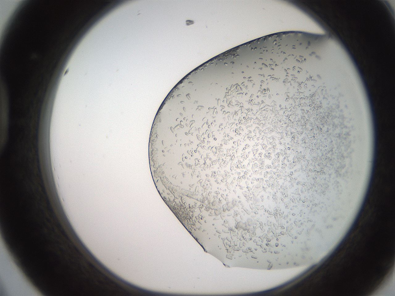 folderID235_plateID2235_batchID10125_wellNum44_profileID1_d1_r154502_ef.jpg