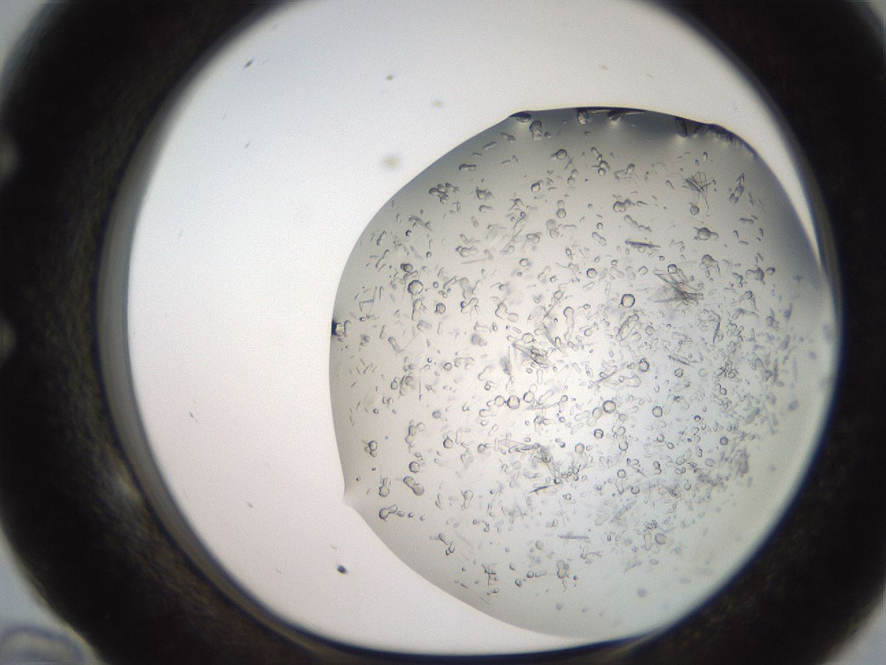 folderID235_plateID2235_batchID10125_wellNum58_profileID1_d1_r154516_ef.jpg