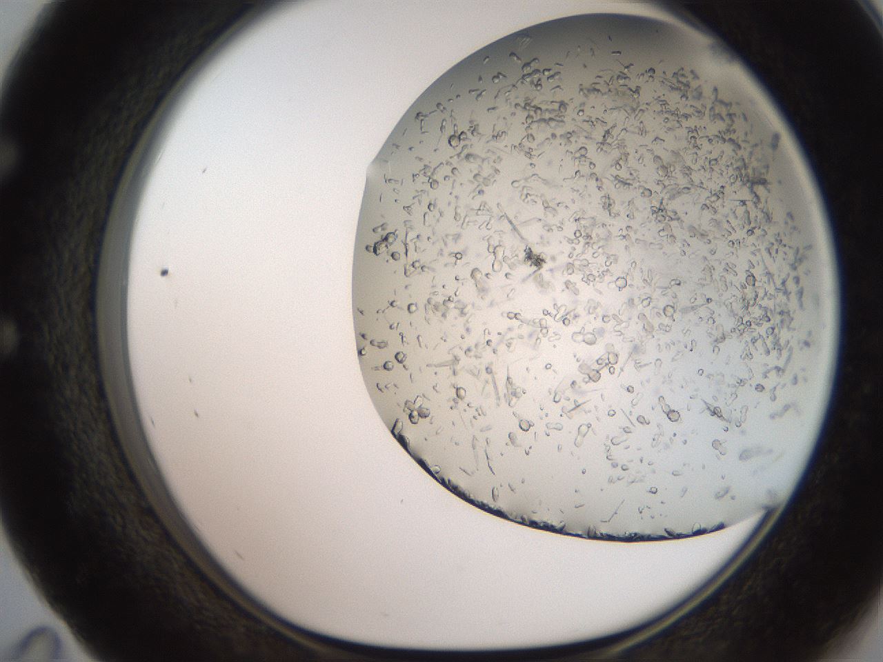 folderID235_plateID2235_batchID10125_wellNum59_profileID1_d1_r154517_ef.jpg
