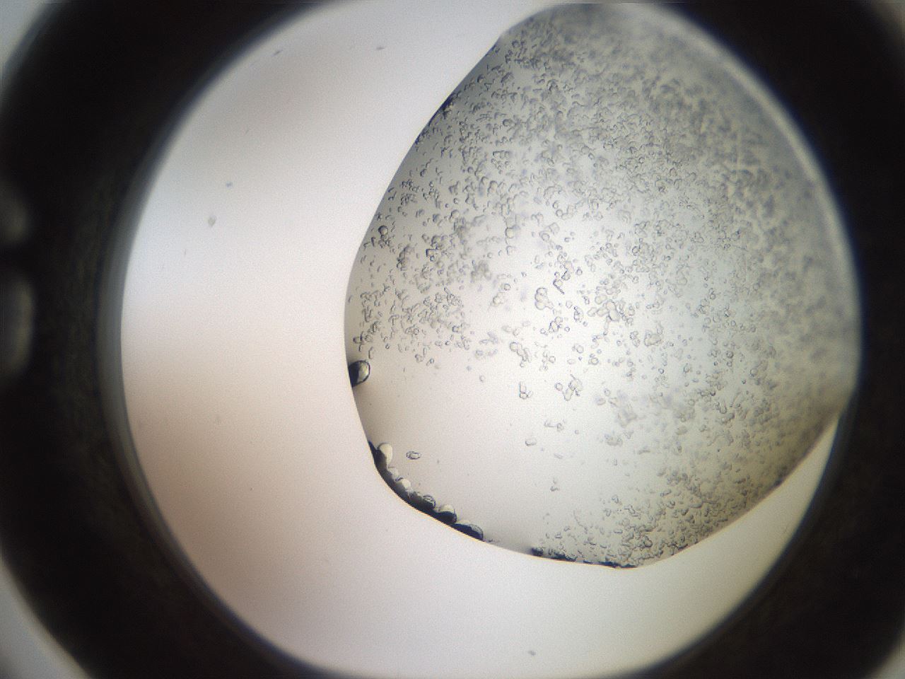 folderID235_plateID2235_batchID10125_wellNum78_profileID1_d1_r154536_ef.jpg