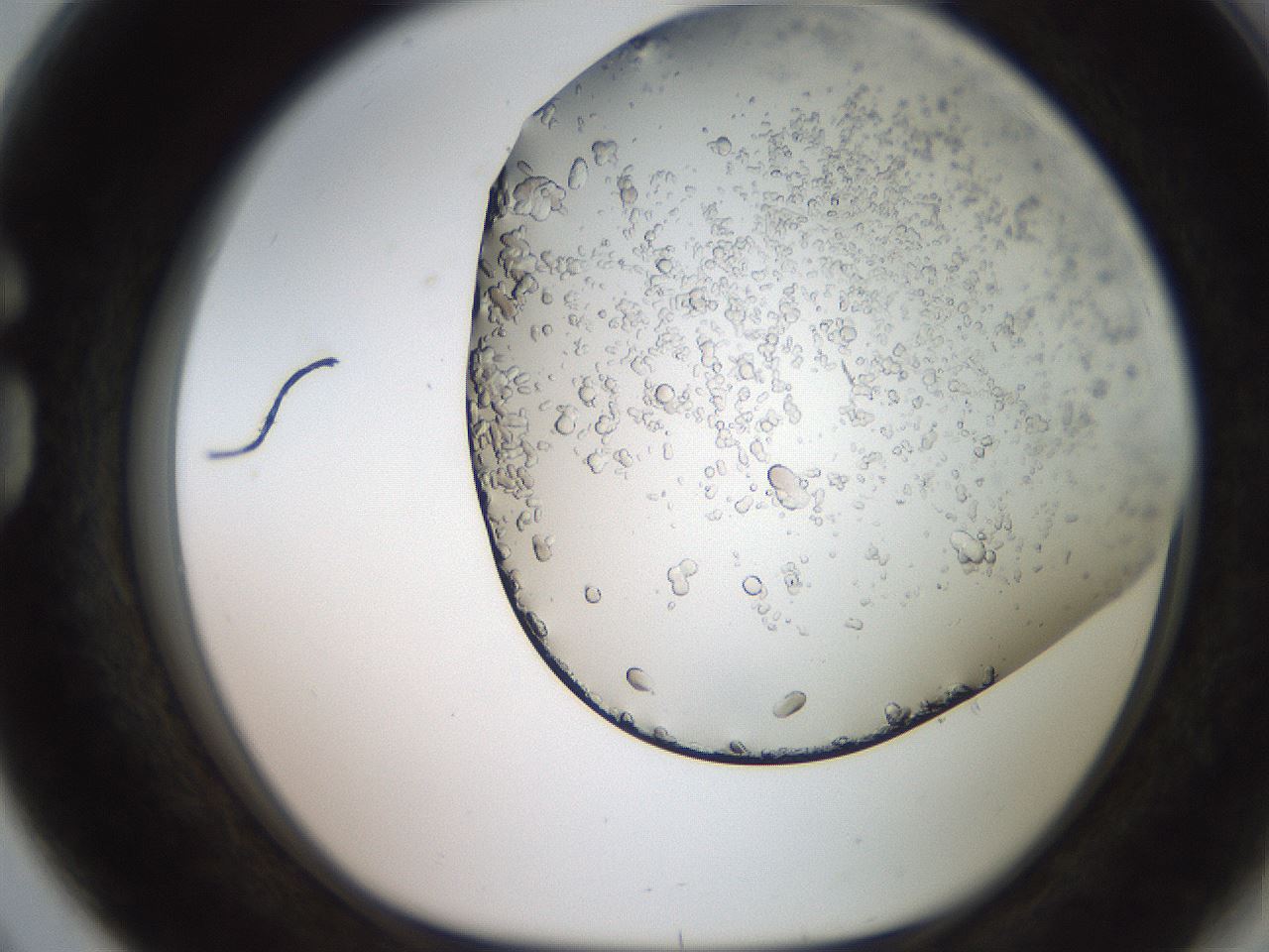 folderID235_plateID2235_batchID10125_wellNum80_profileID1_d1_r154538_ef.jpg