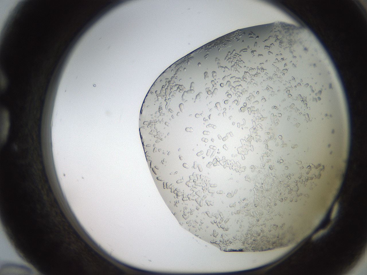 folderID235_plateID2235_batchID10125_wellNum82_profileID1_d1_r154540_ef.jpg