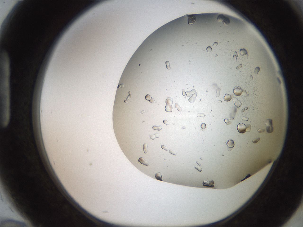 folderID235_plateID2235_batchID10125_wellNum94_profileID1_d1_r154552_ef.jpg