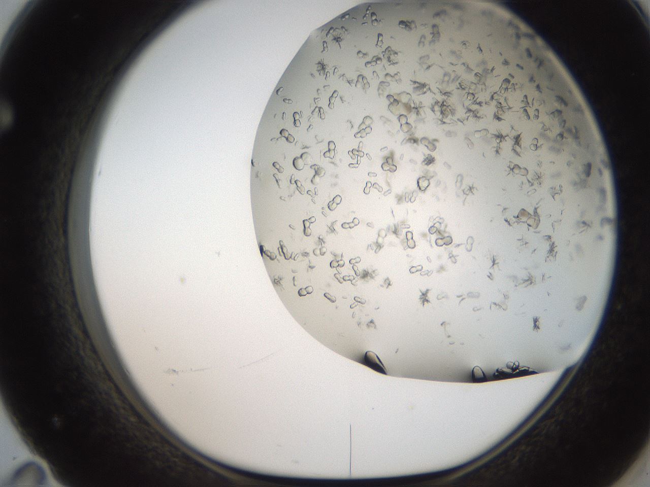 folderID236_plateID2236_batchID10126_wellNum71_profileID1_d1_r154625_ef.jpg