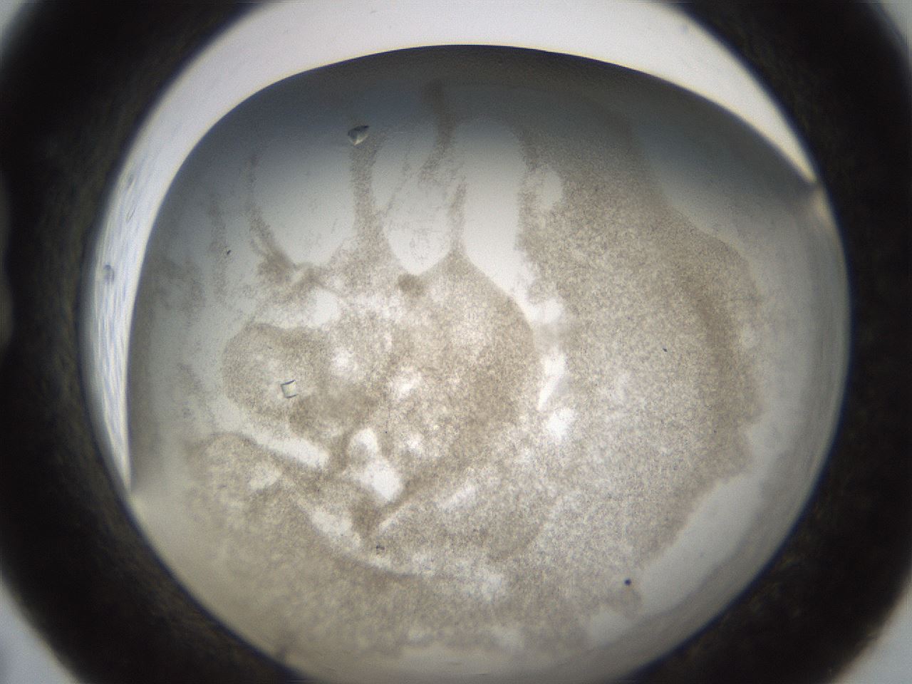 folderID241_plateID1241_batchID3808_wellNum19_profileID1_d1_r72244_ef.jpg