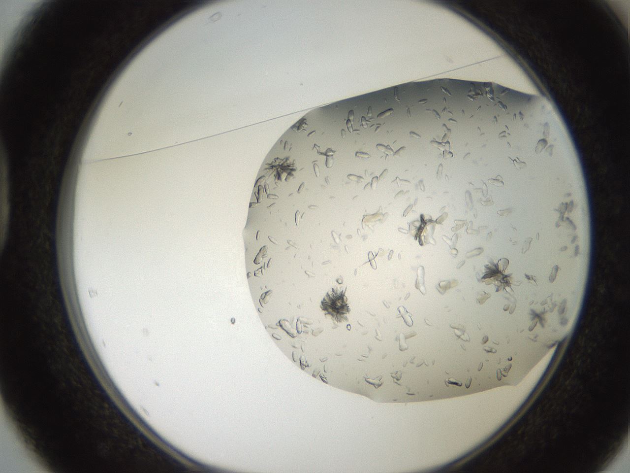 folderID242_plateID2242_batchID10224_wellNum37_profileID1_d1_r154806_ef.jpg