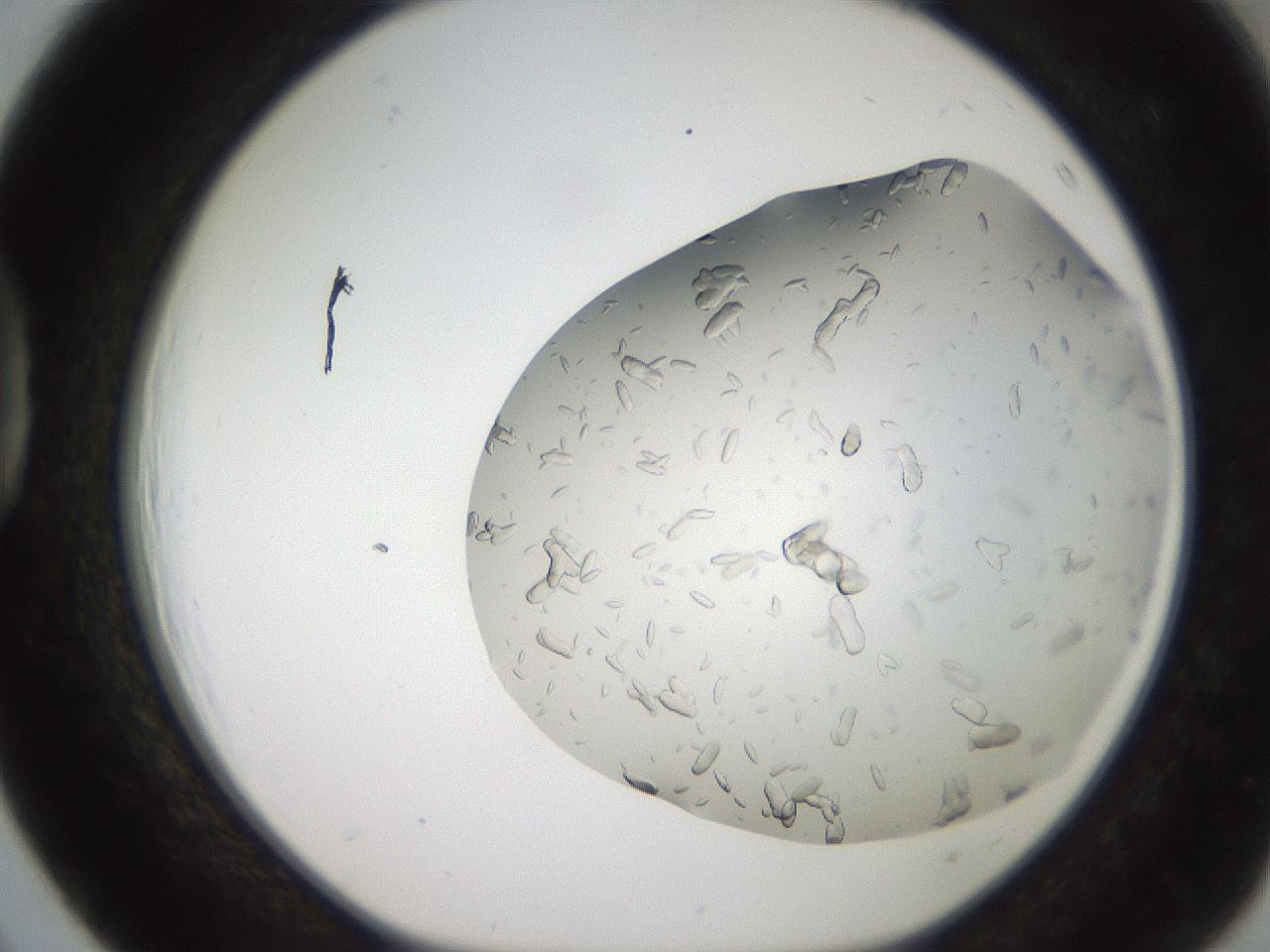 folderID242_plateID2242_batchID10224_wellNum39_profileID1_d1_r154808_ef.jpg