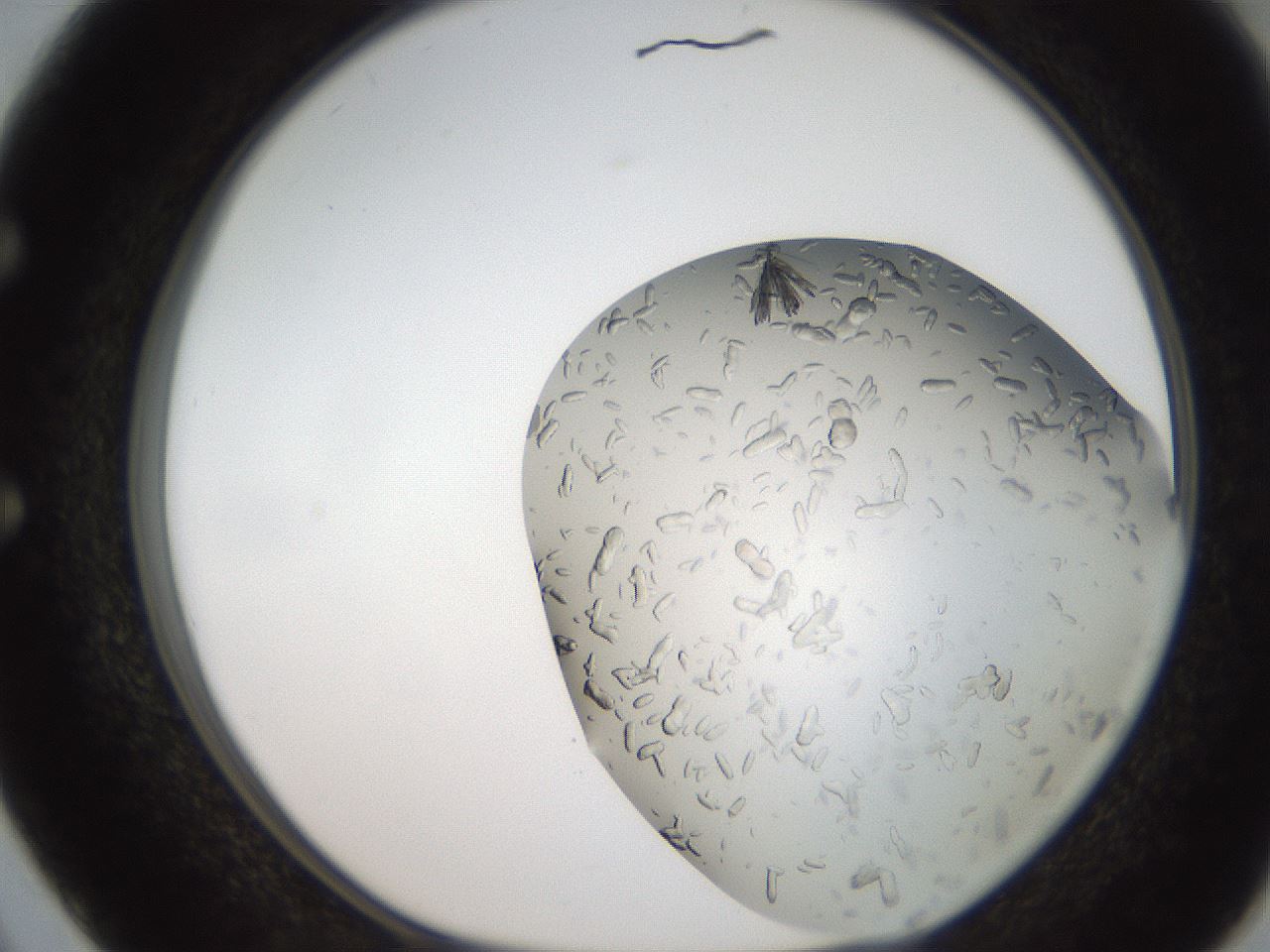 folderID242_plateID2242_batchID10224_wellNum50_profileID1_d1_r154819_ef.jpg