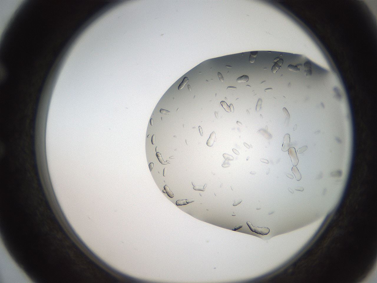 folderID242_plateID2242_batchID10224_wellNum52_profileID1_d1_r154821_ef.jpg