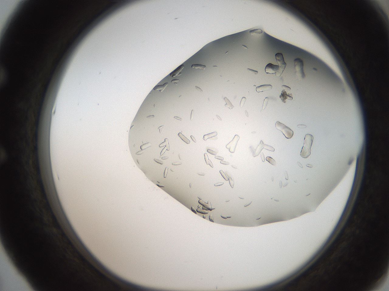 folderID242_plateID2242_batchID10224_wellNum53_profileID1_d1_r154822_ef.jpg