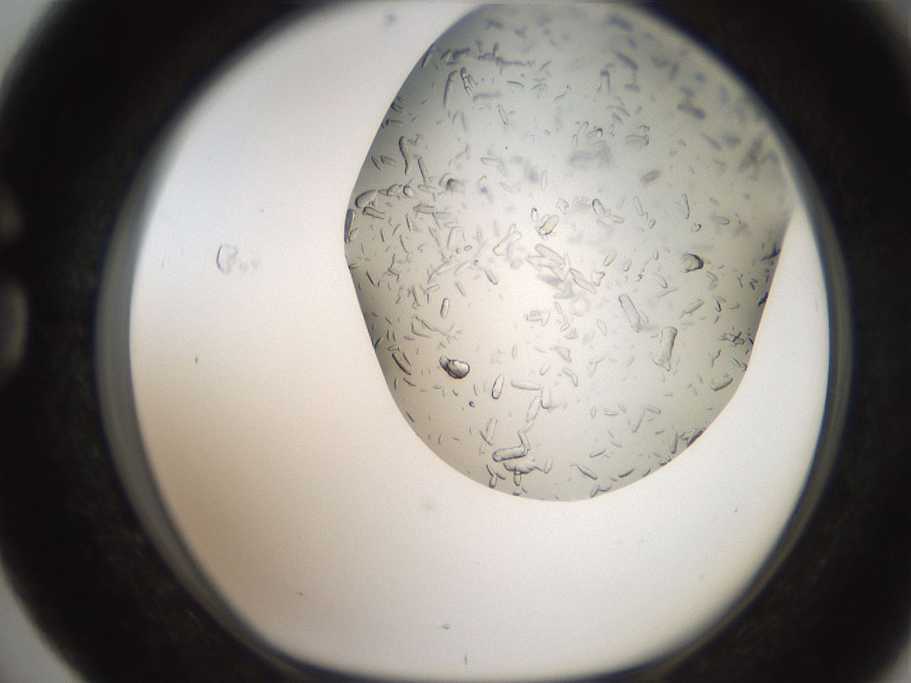 folderID242_plateID2242_batchID10224_wellNum76_profileID1_d1_r154845_ef.jpg