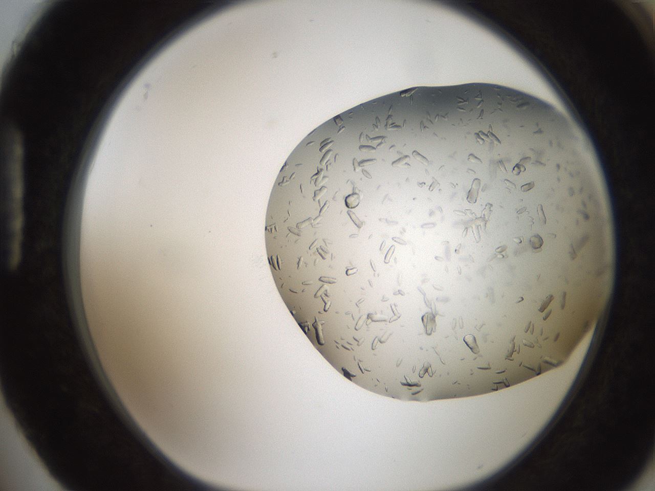 folderID242_plateID2242_batchID10224_wellNum88_profileID1_d1_r154857_ef.jpg