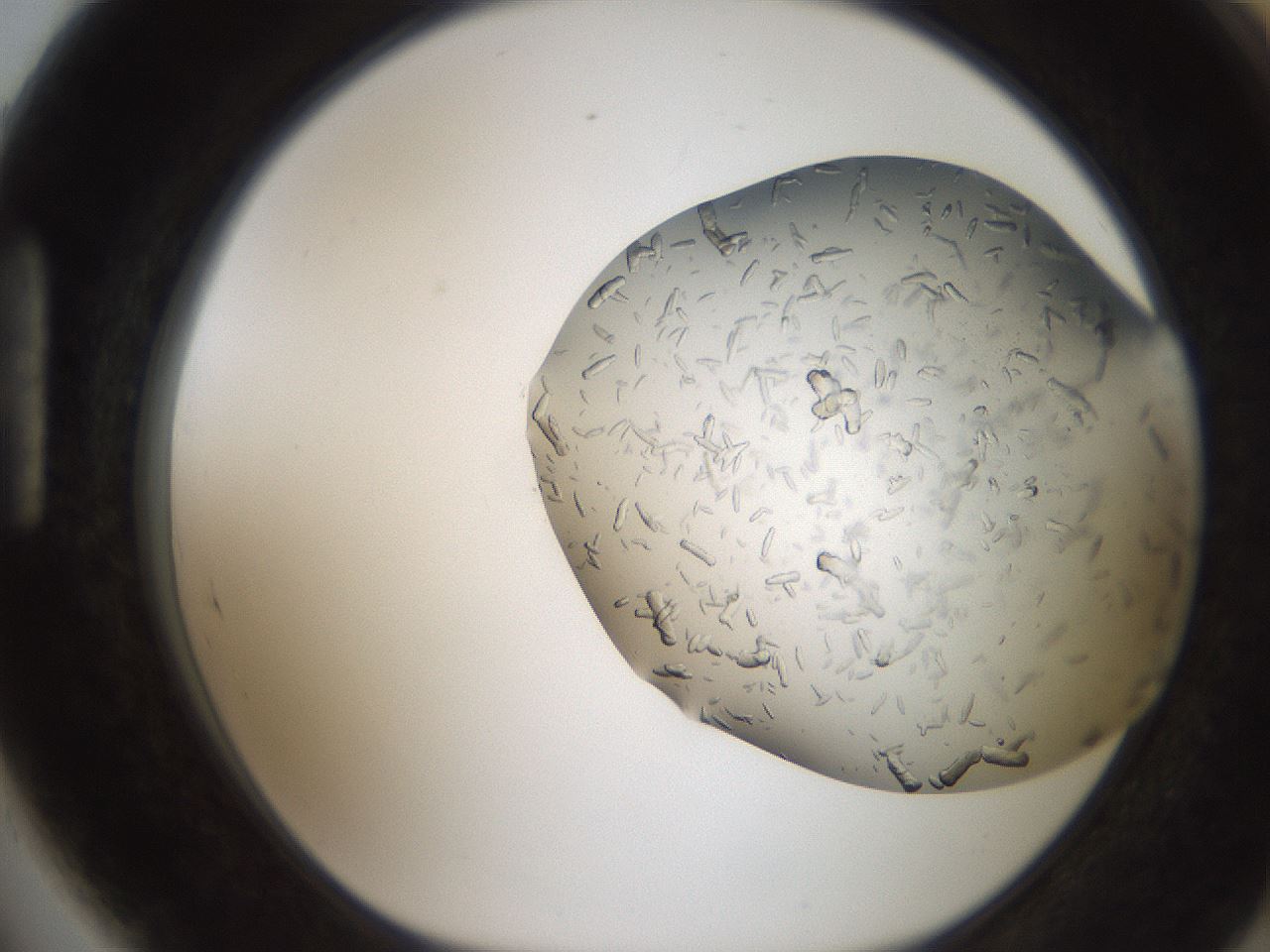 folderID242_plateID2242_batchID10224_wellNum89_profileID1_d1_r154858_ef.jpg