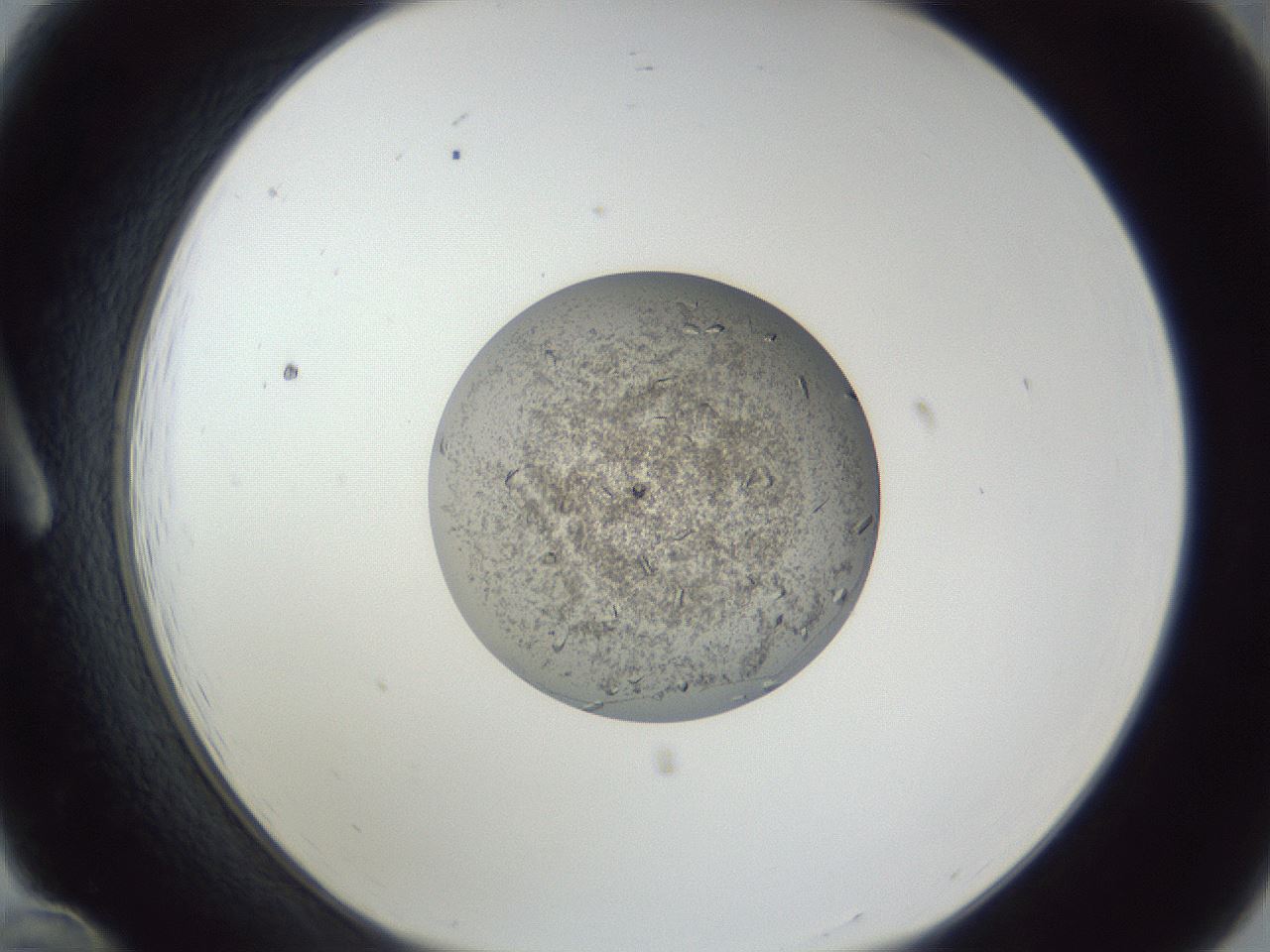 folderID252_plateID1252_batchID3920_wellNum12_profileID1_d1_r72484_ef.jpg