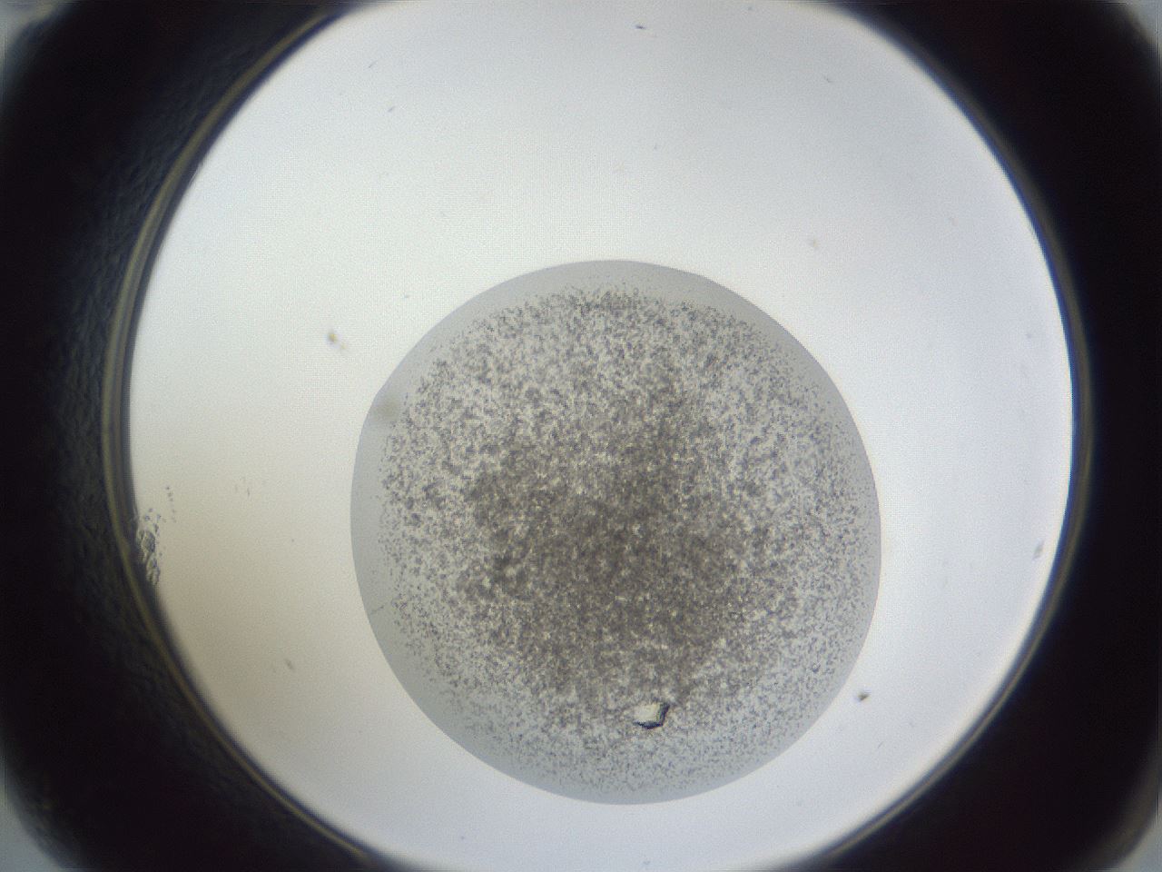 folderID252_plateID1252_batchID3997_wellNum11_profileID1_d2_r72483_ef.jpg