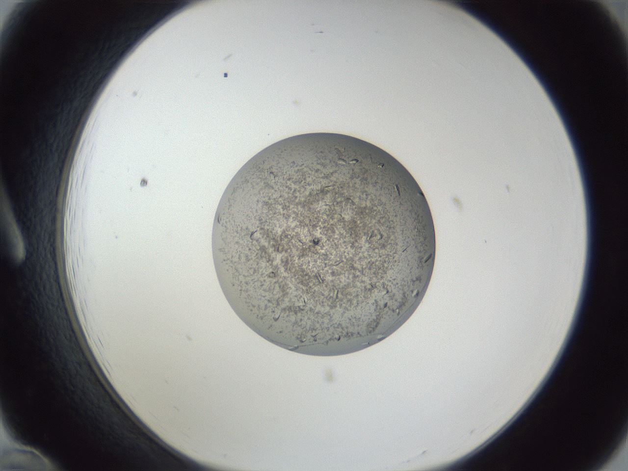 folderID252_plateID1252_batchID3997_wellNum12_profileID1_d1_r72484_ef.jpg