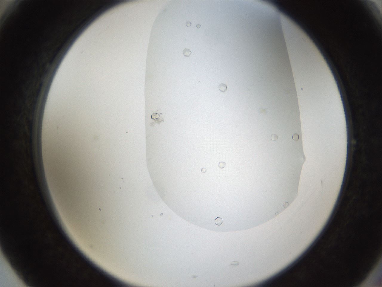 folderID160_plateID1160_batchID3204_wellNum77_profileID1_d2_r62392_ef.jpg