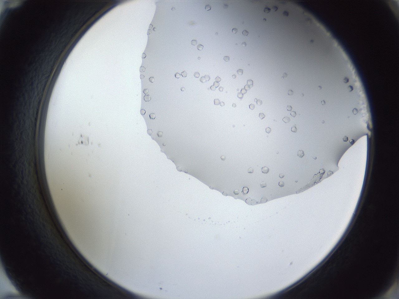 folderID161_plateID1161_batchID3209_wellNum71_profileID1_d2_r63340_ef.jpg