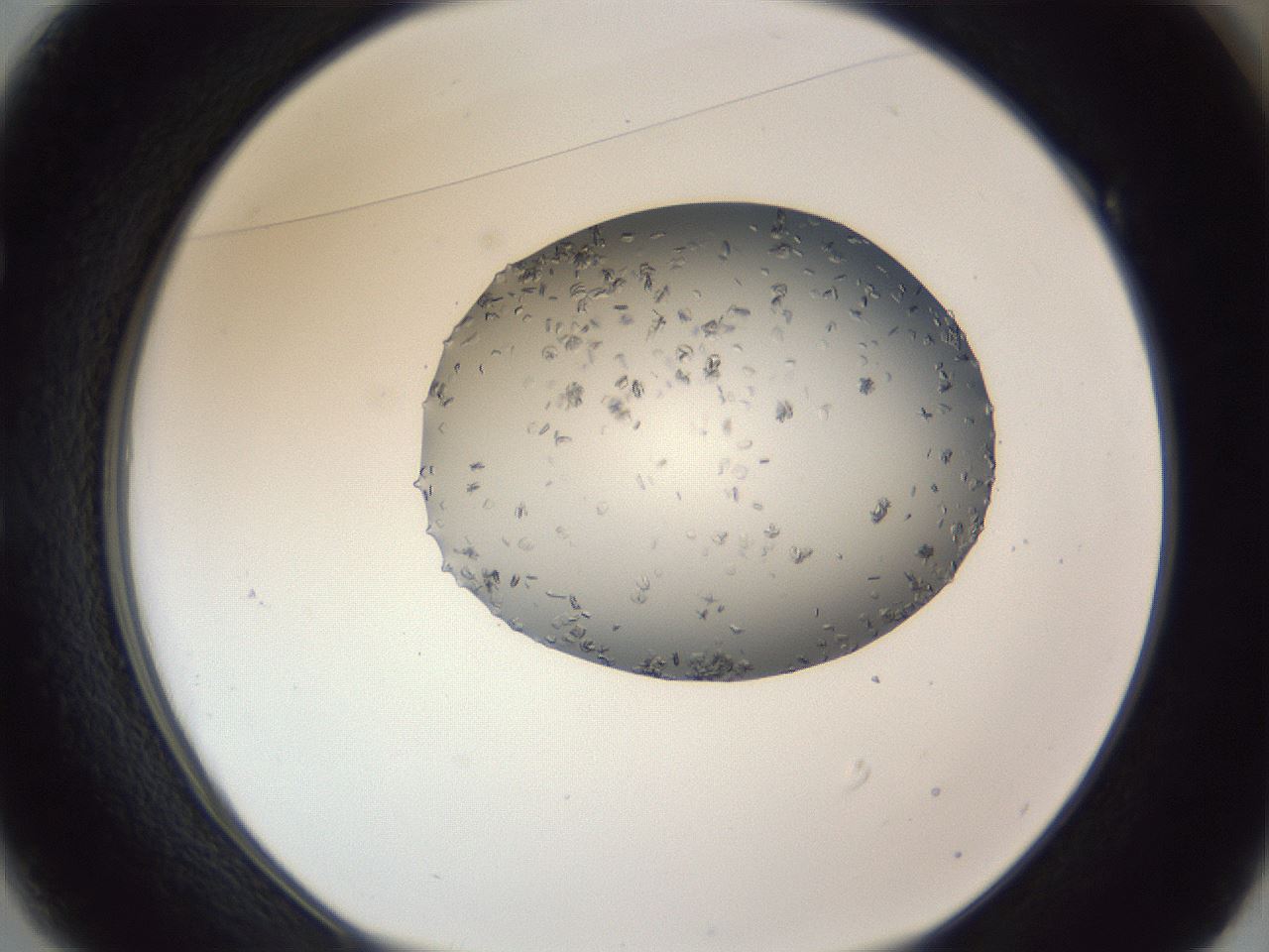 folderID164_plateID1164_batchID3211_wellNum49_profileID1_d1_r63871_ef.jpg