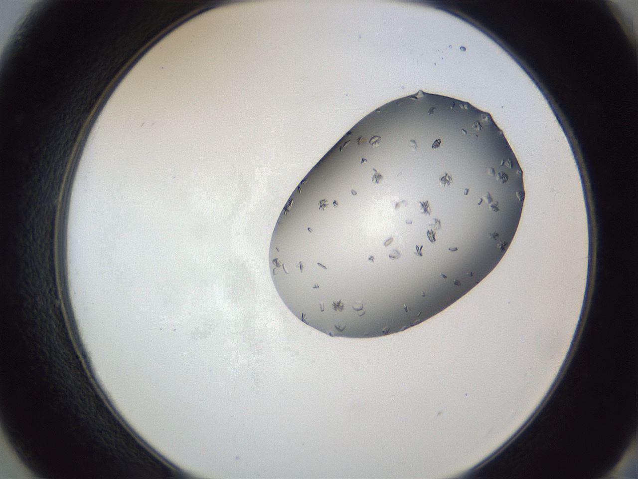 folderID164_plateID1164_batchID3211_wellNum49_profileID1_d2_r63872_ef.jpg