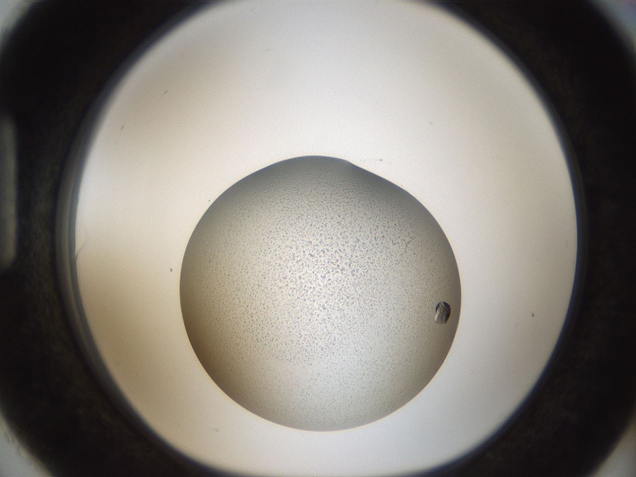 folderID164_plateID2164_batchID9470_wellNum90_profileID1_d1_r145696_ef.jpg