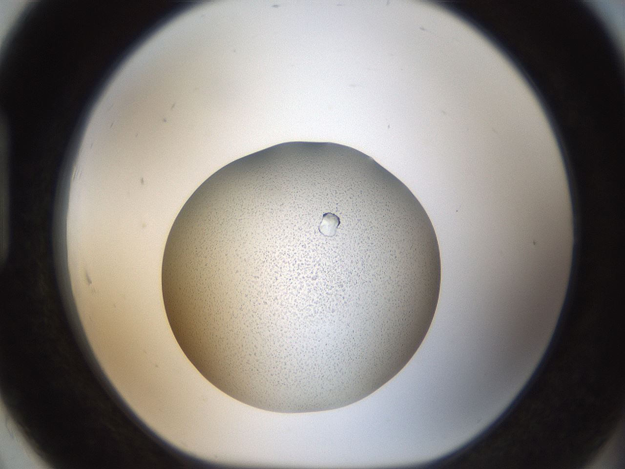 folderID164_plateID2164_batchID9470_wellNum91_profileID1_d1_r145697_ef.jpg