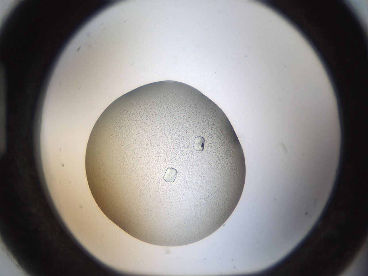 folderID164_plateID2164_batchID9470_wellNum92_profileID1_d1_r145698_ef.jpg