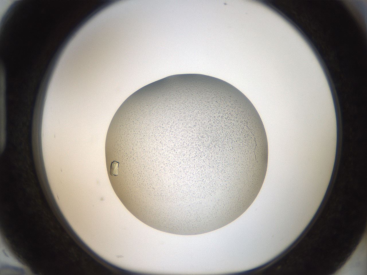 folderID164_plateID2164_batchID9470_wellNum94_profileID1_d1_r145700_ef.jpg