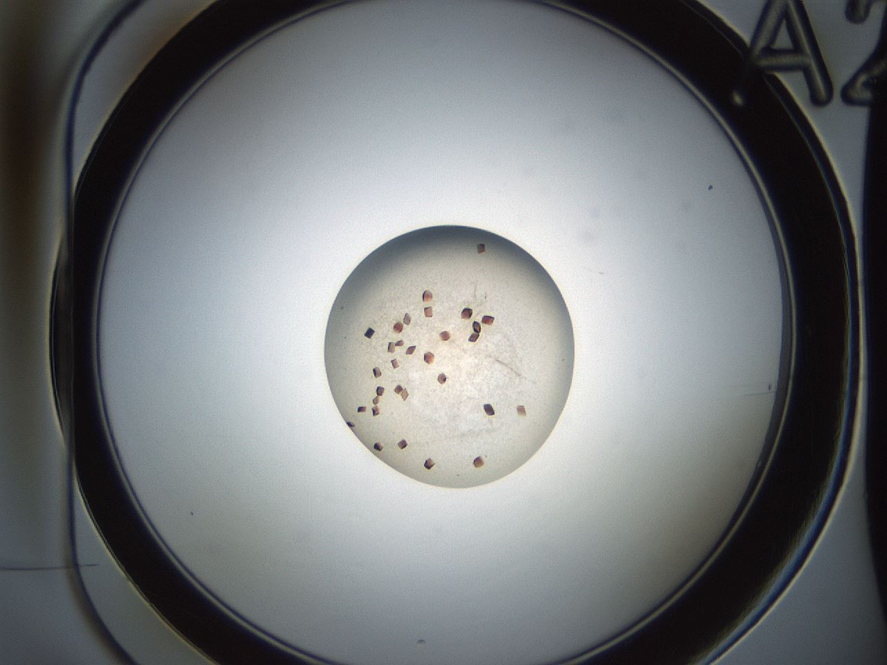 folderID165_plateID2165_batchID9558_wellNum2_profileID1_d1_r145752_ef.jpg