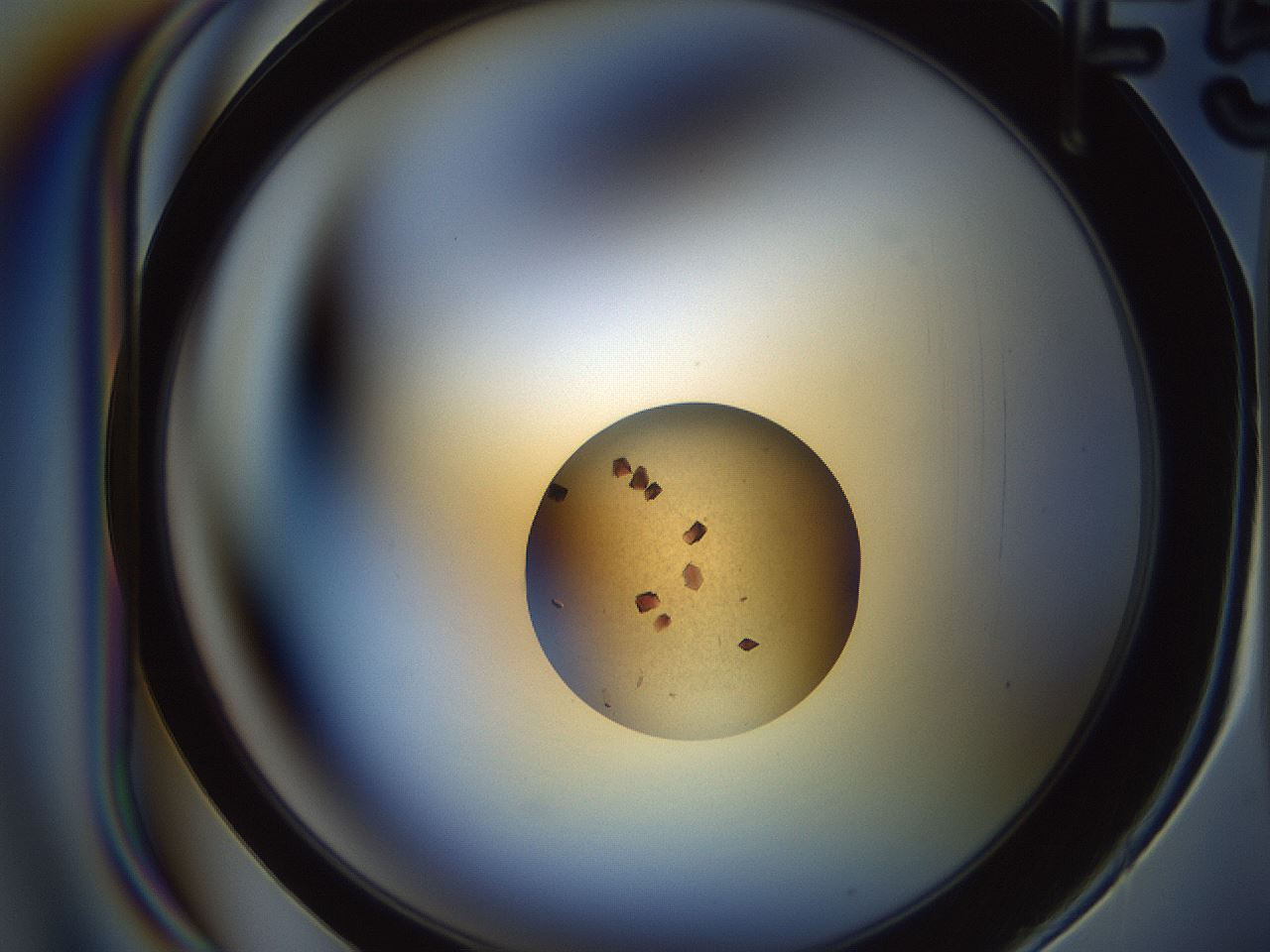 folderID165_plateID2165_batchID9558_wellNum35_profileID1_d1_r145785_ef.jpg