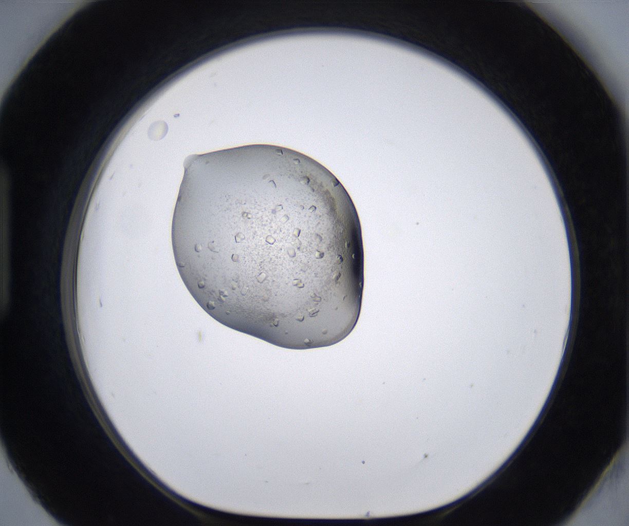 folderID264_plateID2264_batchID10350_wellNum93_profileID1_d1_r157470_ef.jpg