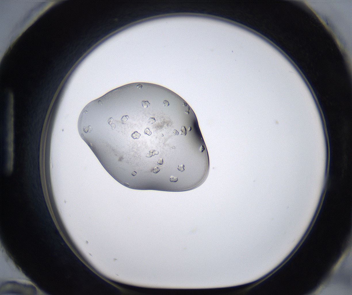 folderID264_plateID2264_batchID10350_wellNum96_profileID1_d1_r157473_ef.jpg